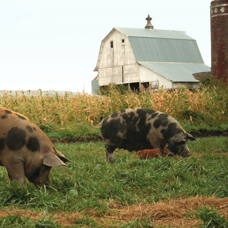 Our Brands Perdue Farms